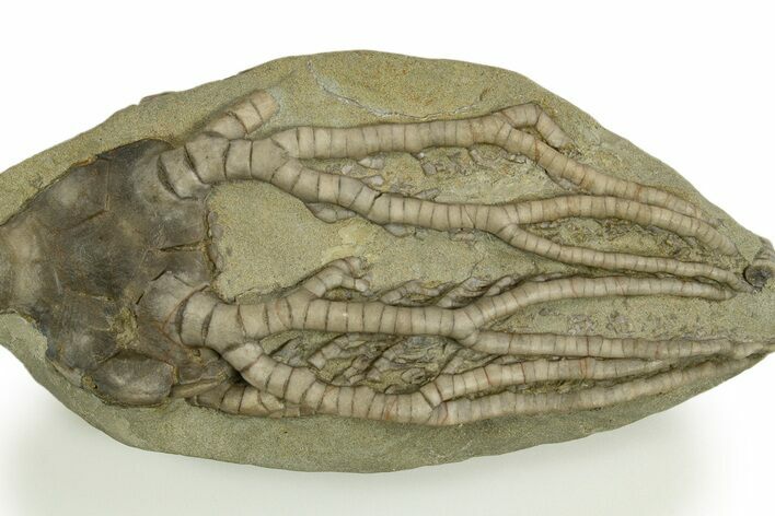 Fossil Crinoid (Pellecrinus) - Crawfordsville, Indiana #310205